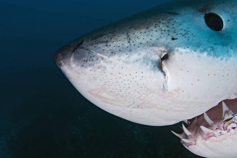 无人,横图,特写,水下,鲨鱼,野生动物,澳大利亚,科学,捕食,动物,摄影,大白鲨,南澳大利亚,危险,彩图
