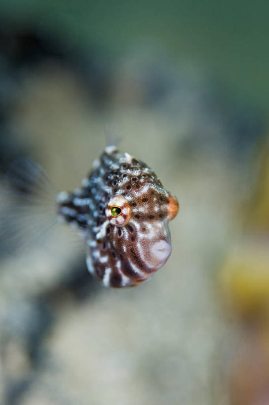 无人,竖图,水下,野生动物,澳大利亚,科学,动物,摄影,南澳大利亚,豚鱼,彩图