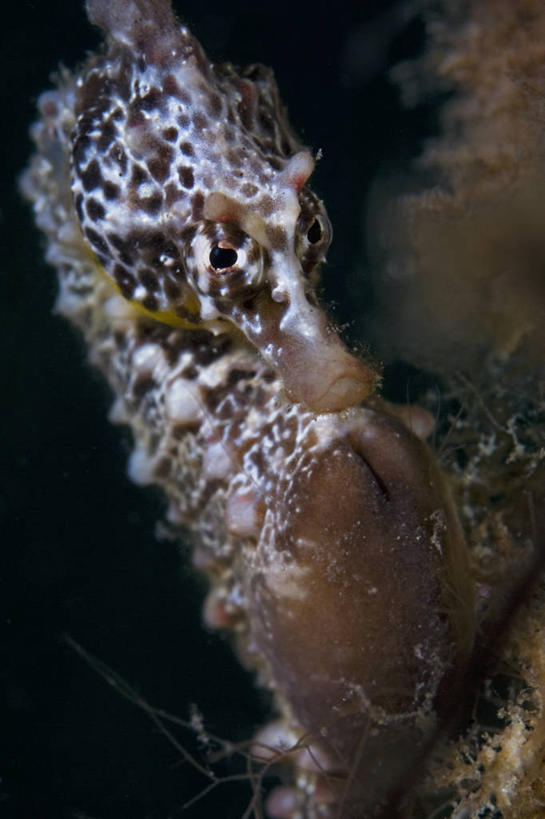 无人,竖图,正面,水下,野生动物,澳大利亚,科学,动物,摄影,海马,伪装,南澳大利亚,彩图