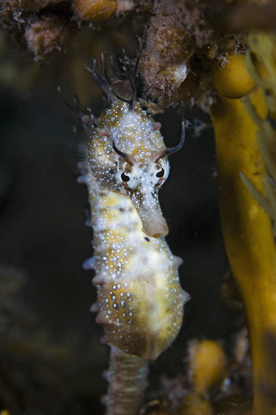 无人,竖图,正面,水下,野生动物,澳大利亚,科学,动物,摄影,海马,伪装,南澳大利亚,彩图