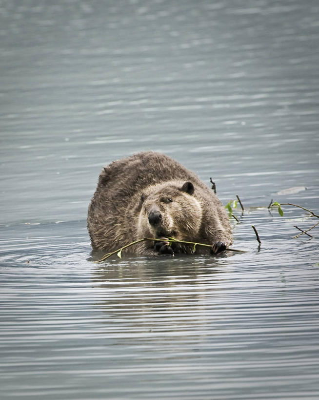 无人,吃,竖图,室外,野生动物,美国,枝,自然,动物,摄影,海狸,朱诺,彩图