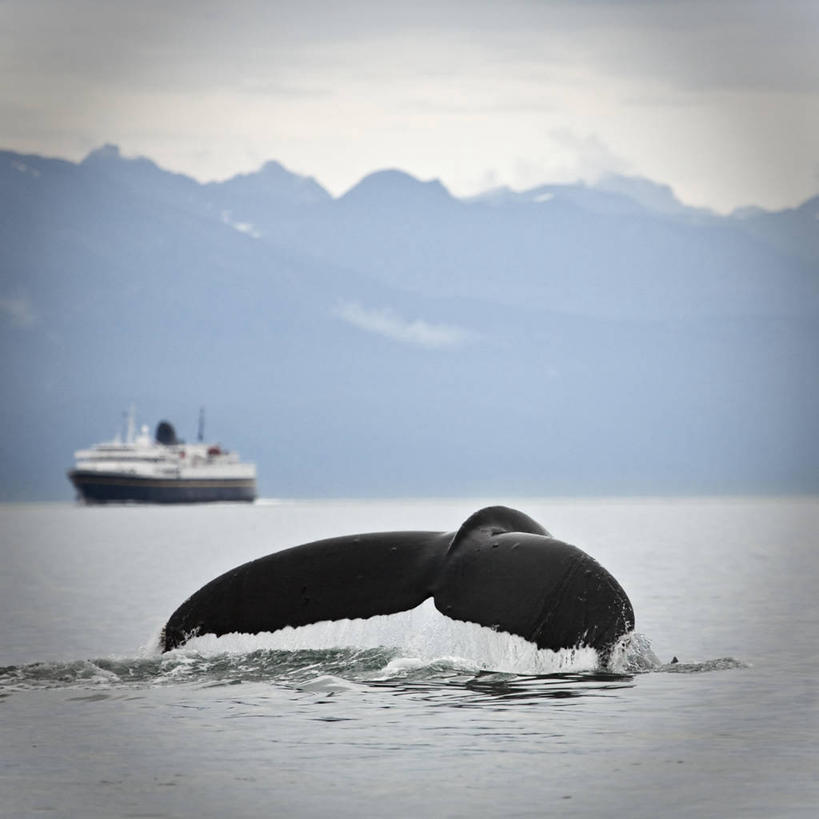 无人,方图,野生动物,美国,尾鳍,自然,动物,摄影,鲸,渡轮,朱诺,驼背鲸,彩图