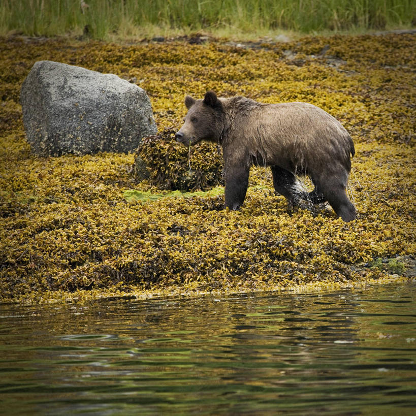 无人,方图,野生动物,美国,湿,苔藓,自然,动物,摄影,棕熊,彩图