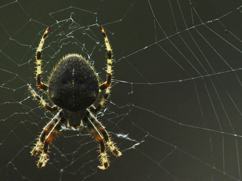 无人,横图,俯视,美国,昆虫,蜘蛛,蜘蛛网,摄影,恐怖,加利福尼亚,惊骇,圣芭芭拉,彩图,高角度拍摄