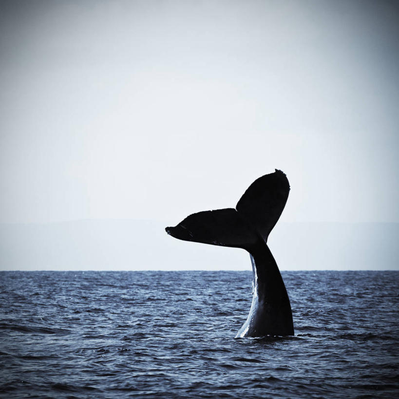 无人,方图,海洋,野生动物,美国,分离,尾鳍,挥手,自然,动物,摄影,太平洋,夏威夷群岛,驼背鲸,太平洋岛屿,彩图,毛伊岛