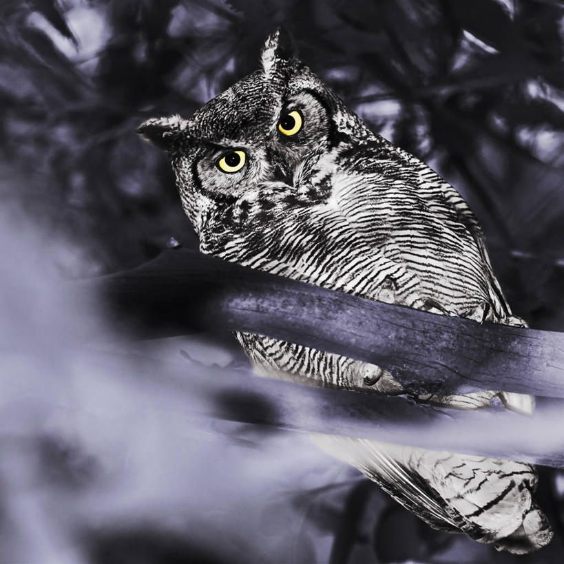 无人,方图,智慧,野生动物,美国,捕食,枝,自然,动物,摄影,生物学,专心,加利福尼亚,大角枭,机敏,彩图,戈拉塔