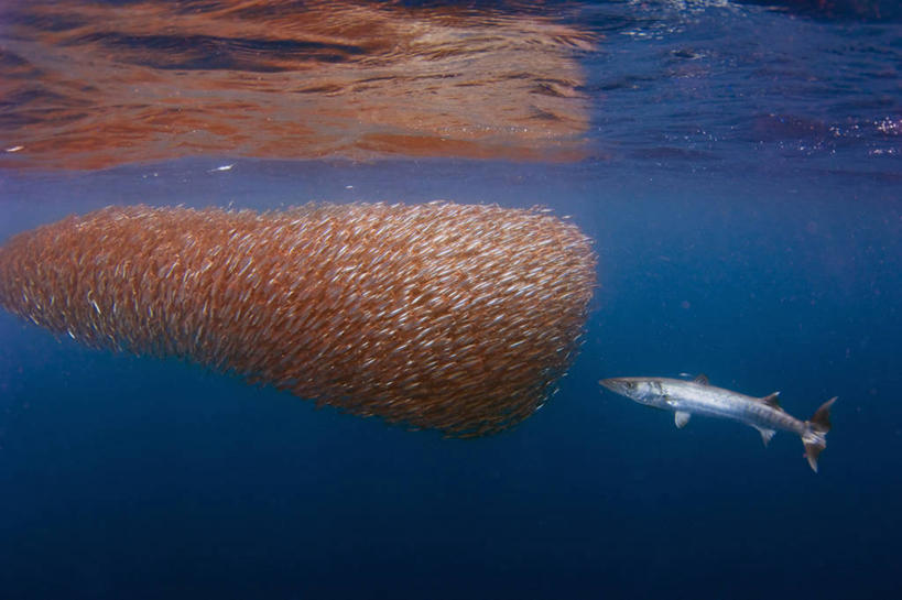 游泳,无人,横图,侧面,水下,印度尼西亚,一群,许多,丰富,鱼群,很多,鱼类,摄影,保护,鲱鱼,进攻,梭鱼类,策略,喂养,一致,危险,彩图,钓鱼