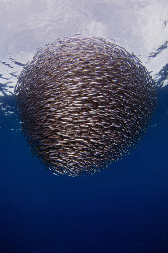 游泳,无人,竖图,留白,水下,印度尼西亚,一群,许多,丰富,鱼群,很多,鱼类,摄影,保护,鲱鱼,策略,一致,彩图,钓鱼