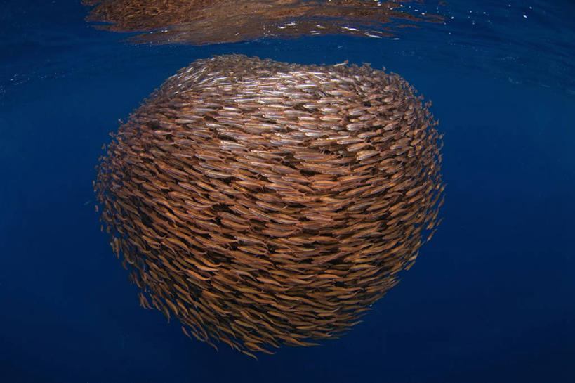 游泳,无人,横图,水下,印度尼西亚,一群,许多,丰富,鱼群,很多,鱼类,摄影,保护,鲱鱼,策略,一致,彩图,钓鱼