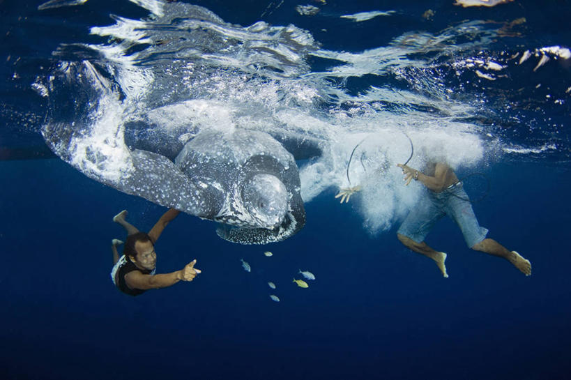 成年人,中年人,两个人,横图,水下,印度尼西亚,捕食,动物,摄影,奋斗,棱皮龟,环境,濒危物种,男人,中年男性,马来西亚人,海龟,彩图