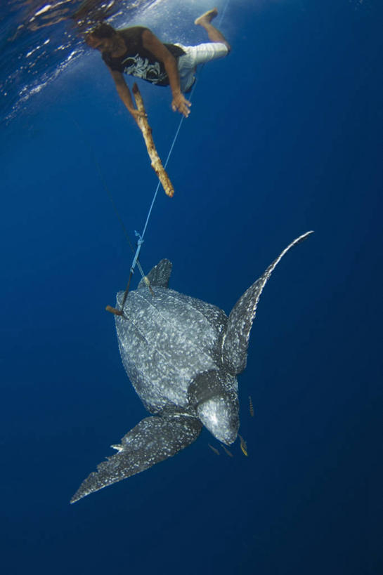 成年人,中年人,一个人,竖图,水下,野生动物,印度尼西亚,仅一个男性,仅一个人,仅一个中年男性,捕食,棍子,动物,绳子,摄影,棱皮龟,环境,生存,濒危物种,危险,男人,男性,中年男性,海龟,彩图