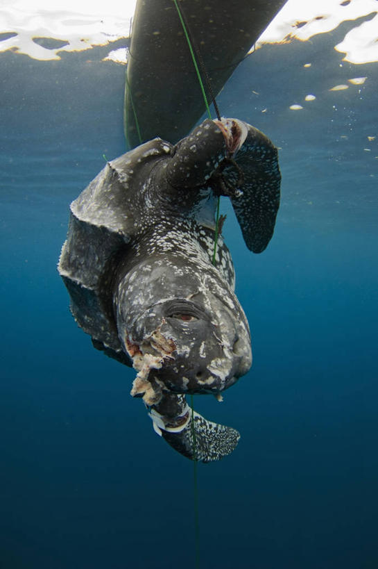 无人,竖图,水下,船,印度尼西亚,捕食,动物,摄影,棱皮龟,环境,死亡,伤口,殒命,灭亡,濒危物种,海龟,彩图