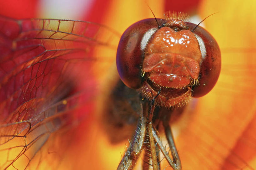 无人,横图,特写,野生动物,蜻蜓,昆虫,自然,动物,摄影,复眼,彩图