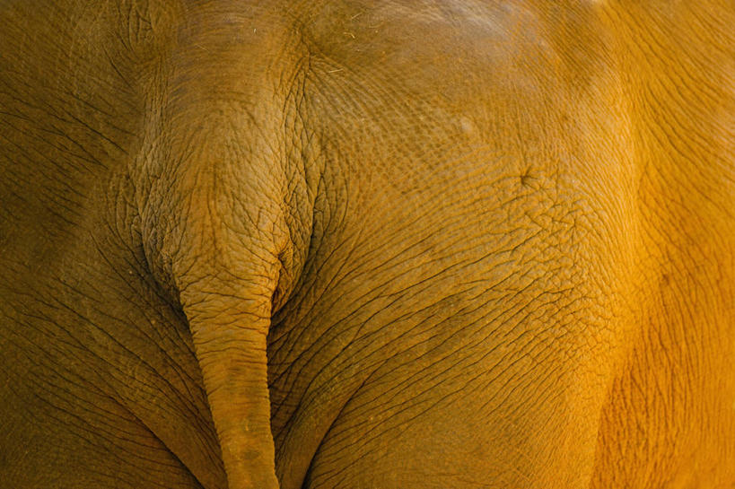 臀部,无人,动物园,横图,特写,美国,粗糙,科学,尾巴,背面,动物,摄影,毛糙,北美,北美洲,美洲,亚洲象,佛罗里达,佛罗里达州,迈阿密,佛州,阳光州,肌理,北亚美利加洲,亚美利加洲,象,彩图,美利坚合众国,粗拙,动物学