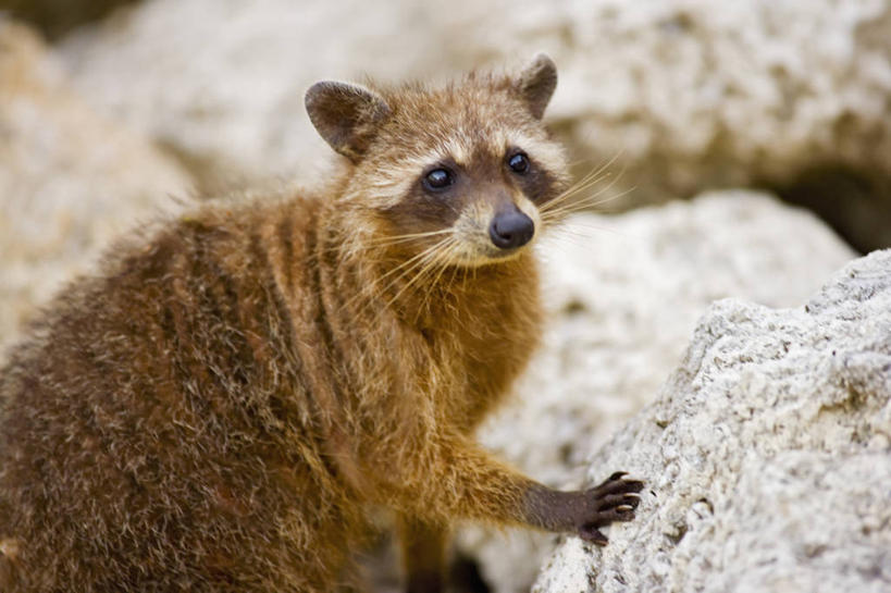 无人,横图,野生动物,美国,科学,爪子,动物,摄影,北美,北美洲,美洲,浣熊,佛罗里达,佛罗里达州,迈阿密,佛州,阳光州,北亚美利加洲,亚美利加洲,岩石,彩图,美利坚合众国,动物学,好奇心