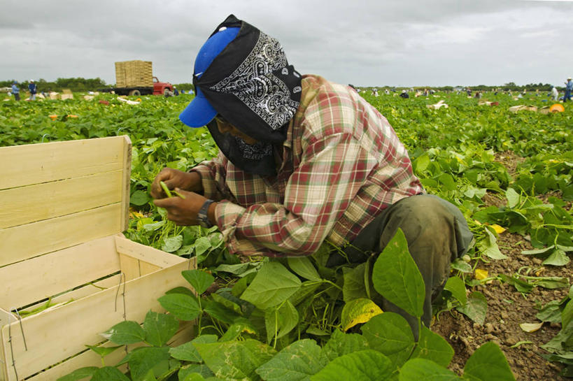 成年人,中年人,一个人,公园,农场,蹲,横图,室外,农业,采摘,美景,蔬菜,美国,仅一个男性,仅一个人,仅一个中年男性,工作,景观,田地,工人,自然,职业,景色,摄影,收获,北美,北美洲,国家公园,自然风光,美洲,民工,佛罗里达,佛罗里达州,佛州,阳光州,北亚美利加洲,亚美利加洲,埃弗格莱兹国家公园,大沼泽国家公园,红花菜豆,大沼泽地国家公园,男人,男性,中年男性,员工,青豆,彩图,美利坚合众国,匠人,劳动者,体力工