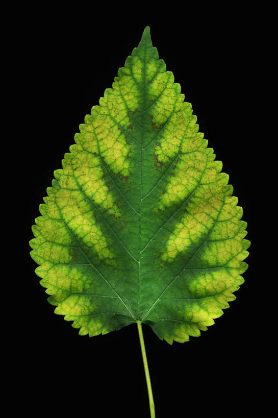 无人,竖图,特写,美景,叶子,黑色背景,科学,景观,一个,黄色,自然,春天,景色,季节,摄影,单个,自然风光,椴树,彩图,影棚拍摄,伪菩提树