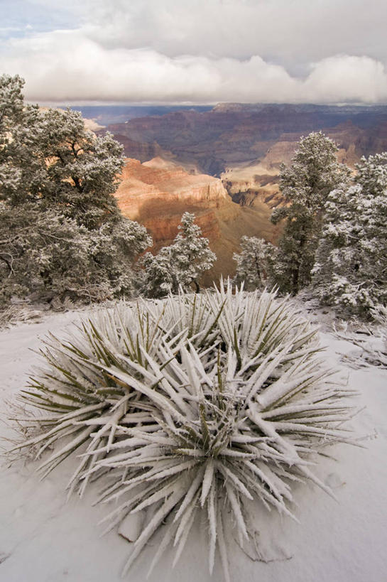 无人,竖图,室外,峡谷,雪,龙舌兰,美国,科学,地形,冬天,天气,大峡谷,自然,地标建筑,摄影,希望,亚利桑那,国家公园,大峡谷国家公园,地质学,番麻,彩图,旅行,付出,龙舌掌