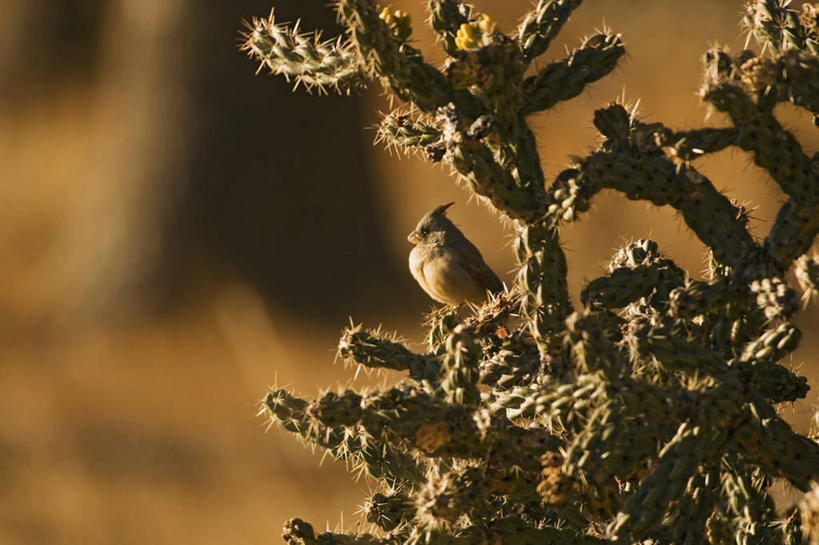 无人,横图,室外,侧面,仙人掌,鸟,野生动物,美国,科学,鸟类,自然,动物,摄影,栖息,生物学,亚利桑那,北美,北美洲,国家公园,美洲,亚利桑那州,红衣主教鸟,主红雀,大峡谷之州,北亚美利加洲,亚美利加洲,红衣主教蜡嘴鸟,主教鸟,萨瓜罗国家公园,皮马县,彩图,北美红雀,美利坚合众国,红衣主教