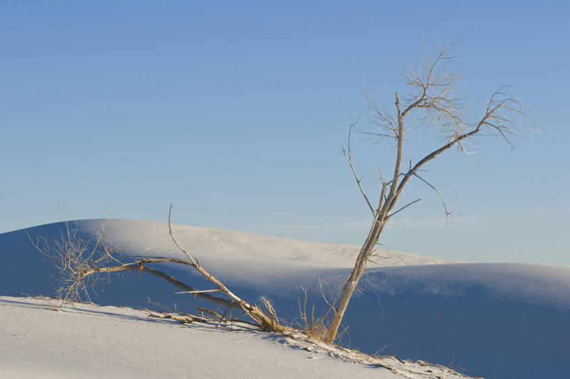 无人,公园,横图,室外,白天,留白,美国,沙子,地形,沙丘,树,白色,风景,自然,摄影,北美,北美洲,国家公园,美洲,新墨西哥,新墨西哥州,北亚美利加洲,亚美利加洲,迷人之地,迷人之州,白沙国家纪念碑,白沙国家公园,彩图,美利坚合众国,奇瓦瓦沙漠