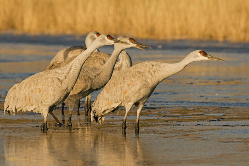 无人,横图,室外,侧面,野生动物,羽毛,美国,许多,科学,鹤,鸟类,池塘,黎明,很多,自然,动物,摄影,迁徙,生物学,北美,北美洲,美洲,新墨西哥,新墨西哥州,北亚美利加洲,亚美利加洲,迷人之地,迷人之州,沙丘鹤,国家野生动物保护区,博斯克德尔阿帕奇国家野生动物保护区,彩图,美利坚合众国