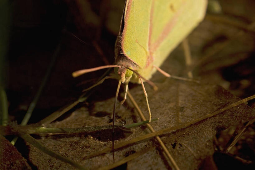 无人,横图,特写,正面,水,野生动物,美国,喝,科学,昆虫,自然,动物,摄影,生物学,蛾,德克萨斯,彩图