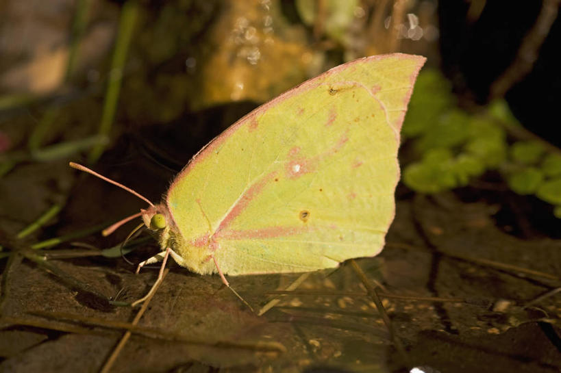 无人,横图,室外,特写,侧面,水,野生动物,美国,喝,科学,昆虫,小溪,自然,动物,摄影,生物学,国家公园,蛾,德克萨斯,彩图