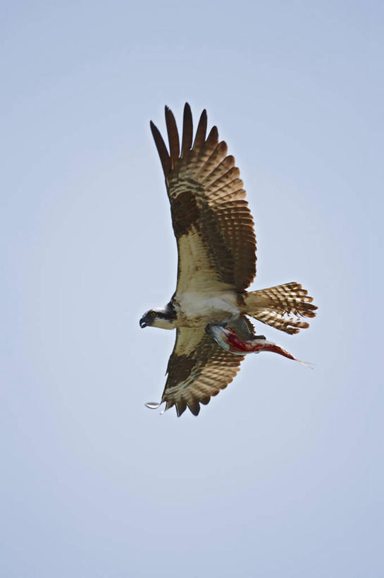 无人,竖图,室外,侧面,美景,野生动物,羽毛,美国,生气,尾巴,捕食,景观,食品,拿着,飞,自然,血液,景色,愤怒,摄影,恼怒,愤慨,怒气,气愤,发怒,怒火,自然风光,情绪,生存,脾气,鱼鹰,饥饿,忿怒,怨恨,强烈,维吉尼亚,切萨皮克湾,气忿,愤恨,肝火,激动,海产,彩图,钓鱼,食物链,动物行为,饿,查尔斯角