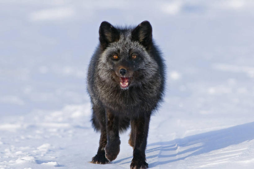 无人,横图,室外,正面,智慧,北极,全球变暖,哺乳动物,狐狸,野生动物,美国,捕食,黑色,自然,动物,张嘴,摄影,生物学,杂食动物,张大嘴巴,张开嘴,红狐,彩图