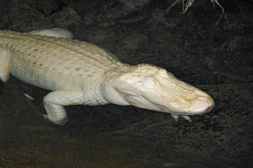 无人,病人,横图,鳄鱼,野生动物,美国,爬行动物,动物,摄影,疾病,加利福尼亚,病患,凶猛,皮肤病,短吻鳄,旧金山,密河鳄,白化病,残暴,凶残,患者,就医者,睡觉,彩图