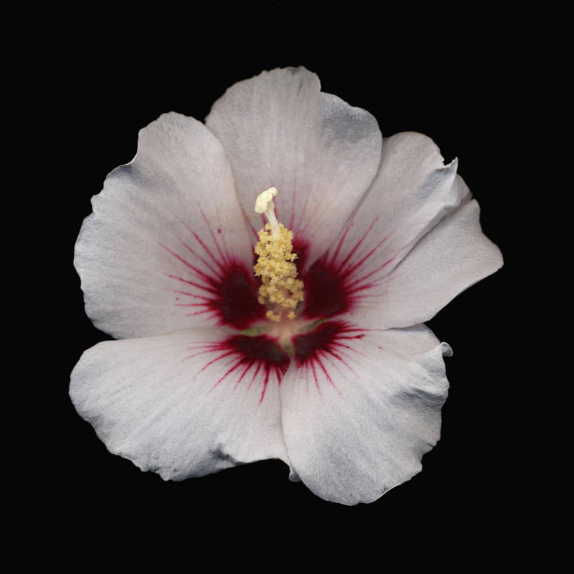 无人,方图,美景,黑色背景,科学,景观,花,花瓣,红色,白色,自然,景色,摄影,影棚,生物学,自然风光,摄影棚,蜀葵,彩图,影棚拍摄,拍摄,肉穗花序