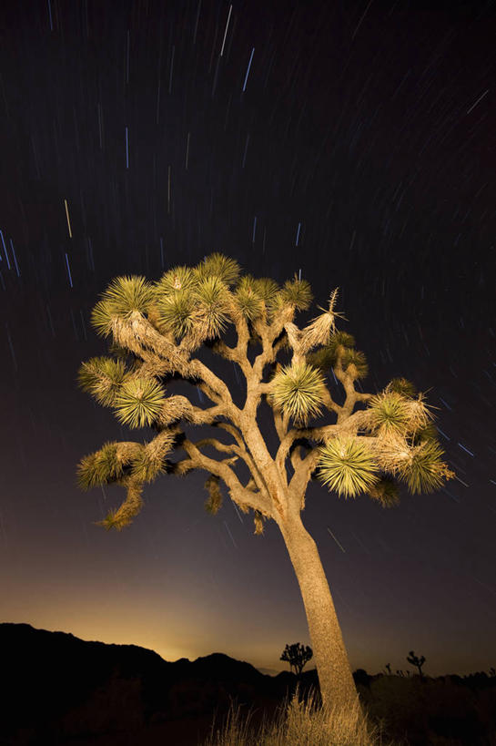 无人,公园,竖图,夜晚,长时间曝光,探险,美景,沙漠,美国,景观,星星,枝,树干,天空,自然,黄昏,景色,摄影,北美,北美洲,国家公园,加利福尼亚,自然风光,美洲,加州,加利福尼亚州,金州,黄金州,北亚美利加洲,亚美利加洲,约书亚树国家公园,丝兰,彩图,旅行,美利坚合众国,韧性