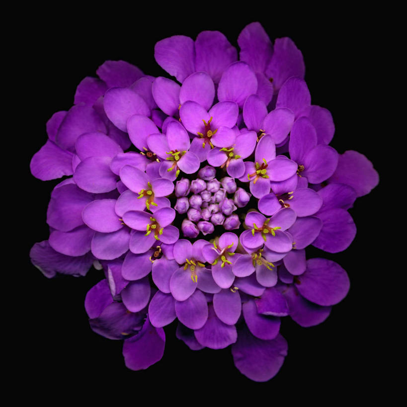 无人,方图,美景,黑色背景,科学,景观,花,花瓣,紫色,自然,花束,景色,摄影,影棚,生物学,自然风光,摄影棚,草夹竹桃,彩图,影棚拍摄,拍摄,宿根福禄考,天蓝绣球,夏福禄,锥花福禄考