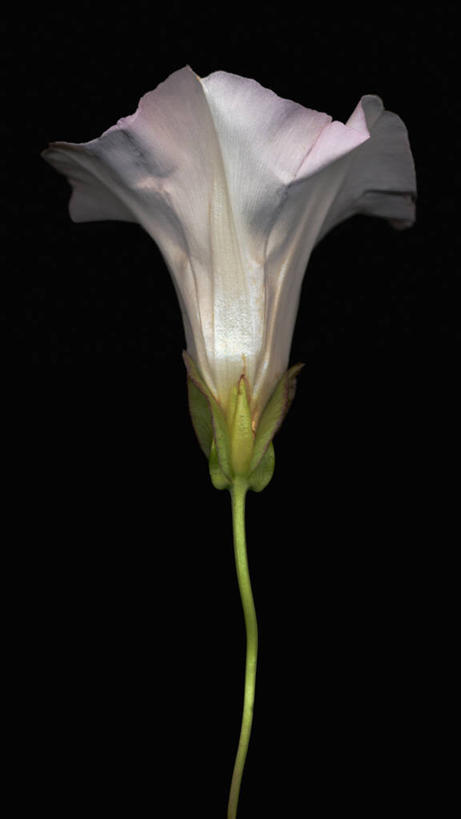 无人,竖图,美景,喇叭花,黑色背景,科学,景观,茎,花,花瓣,自然,景色,摄影,影棚,生物学,自然风光,摄影棚,牵牛花,彩图,影棚拍摄,拍摄,打破碗花,打碗花,篱打碗,篱打碗花,篱天剑,旋花