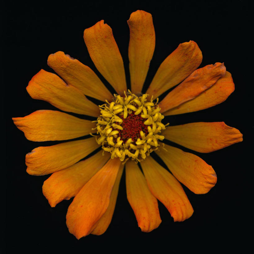 无人,方图,运动模糊,美景,黑色背景,科学,景观,鱼尾菊,花,自然,干花,橙色,景色,摄影,影棚,生物学,雄蕊,自然风光,摄影棚,彩图,影棚拍摄,拍摄