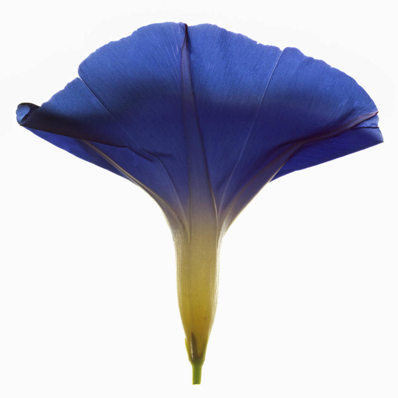 无人,方图,白色背景,美景,科学,景观,花,花瓣,蓝色,自然,景色,摄影,影棚,生物学,自然风光,摄影棚,牵牛花,番薯,彩图,影棚拍摄,拍摄