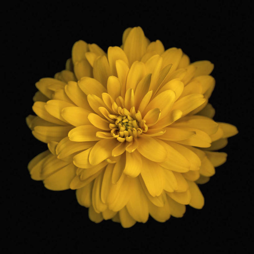 无人,方图,美景,黑色背景,科学,景观,鱼尾菊,花,花瓣,黄色,自然,景色,摄影,影棚,生物学,自然风光,摄影棚,彩图,影棚拍摄,拍摄