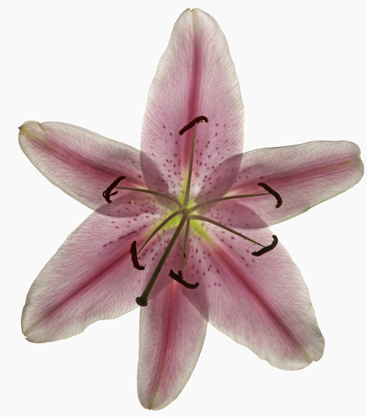 无人,竖图,白色背景,时尚,美景,百合花,科学,景观,花,花瓣,粉色,自然,星形,景色,摄影,影棚,生物学,雄蕊,自然风光,摄影棚,强瞿,百合,倒仙,番韭,山丹,彩图,影棚拍摄,拍摄