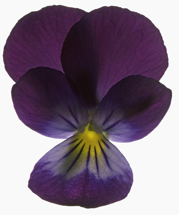 无人,竖图,白色背景,美景,科学,景观,三色堇,花,花瓣,黄色,紫色,自然,景色,摄影,影棚,生物学,自然风光,摄影棚,三色紫罗兰,彩图,影棚拍摄,拍摄