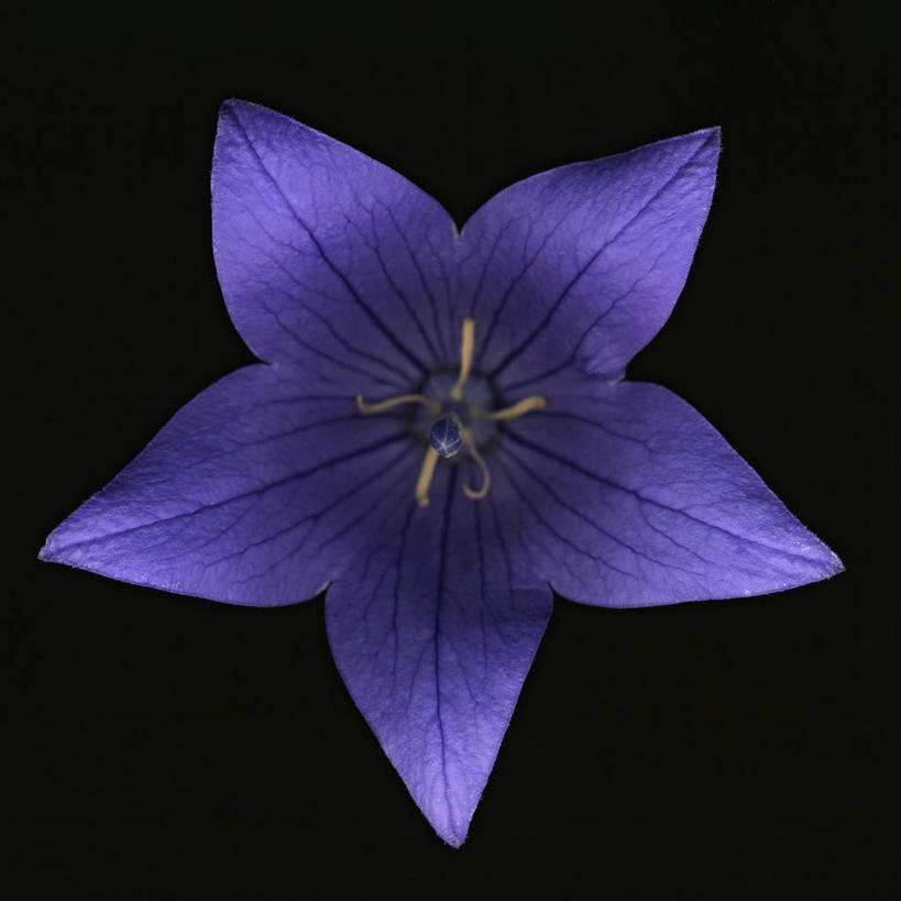 无人,方图,时尚,美景,黑色背景,科学,景观,花,花瓣,紫色,自然,星形,景色,摄影,影棚,桔梗花,生物学,雄蕊,自然风光,摄影棚,彩图,影棚拍摄,拍摄