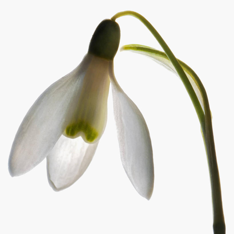 无人,方图,白色背景,美景,科学,景观,茎,花,花瓣,白色,自然,景色,摄影,影棚,生物学,自然风光,摄影棚,雪花莲,彩图,影棚拍摄,拍摄