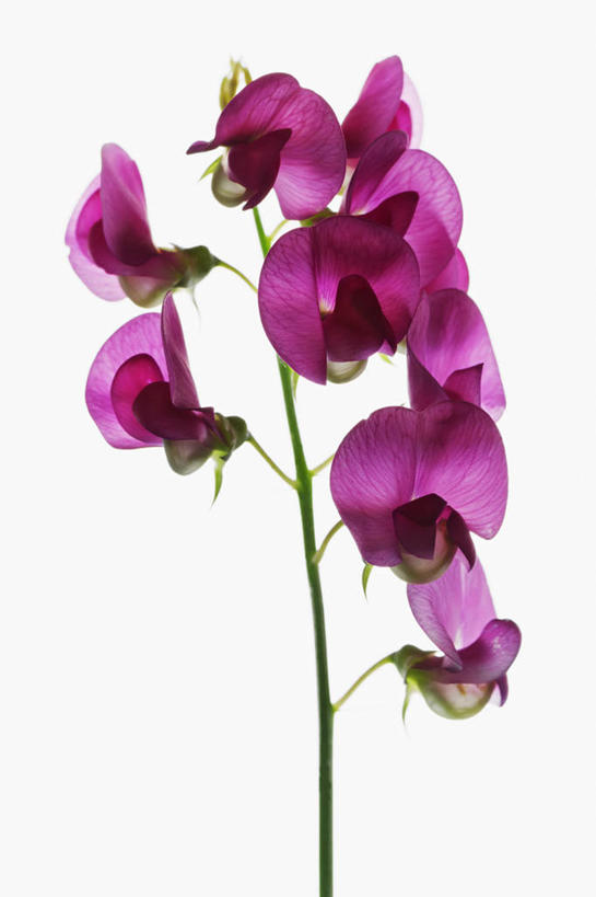 无人,竖图,白色背景,美景,科学,景观,茎,花,花瓣,紫色,自然,景色,摄影,影棚,金鱼草,生物学,自然风光,摄影棚,彩图,影棚拍摄,拍摄