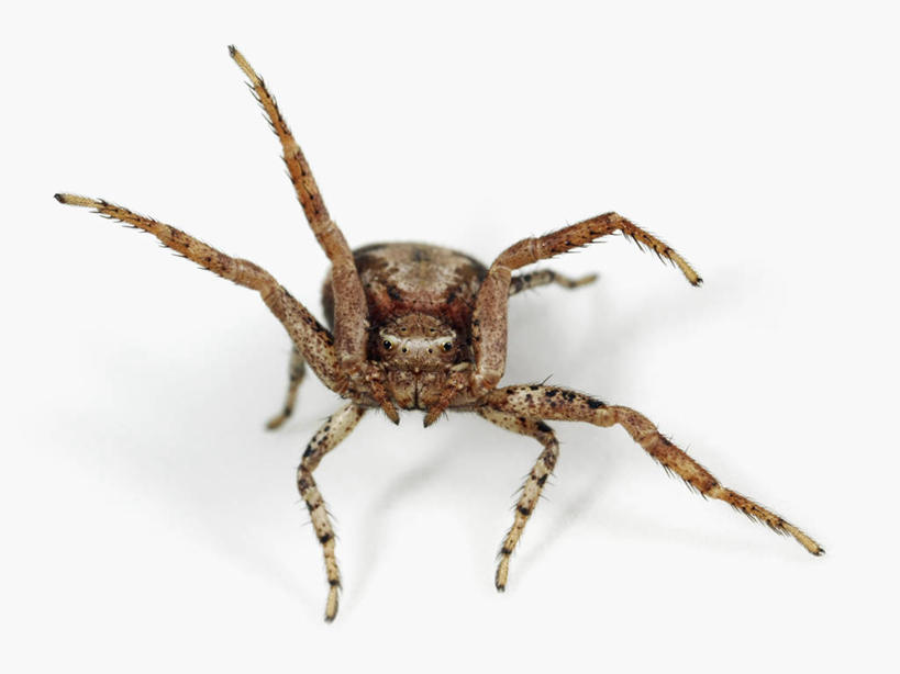 无人,横图,特写,白色背景,正面,野生动物,科学,捕食,蜘蛛,无脊椎动物,动物,摄影,生物学,节肢动物,蟹蛛,彩图,动物学