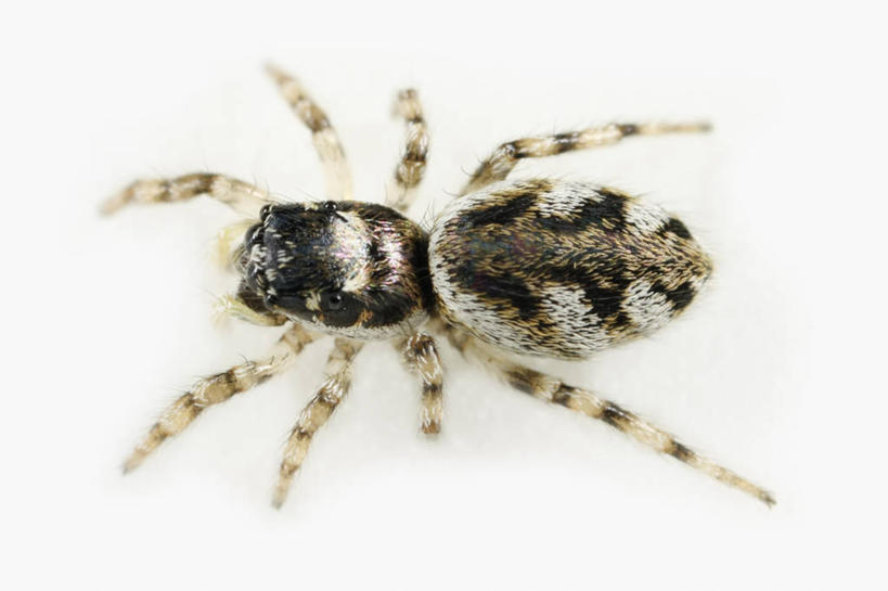 无人,横图,俯视,特写,白色背景,毛衣,野生动物,科学,捕食,蜘蛛,动物,摄影,影棚,生物学,摄影棚,节肢动物,狼蛛,彩图,高角度拍摄,影棚拍摄,拍摄,动物学