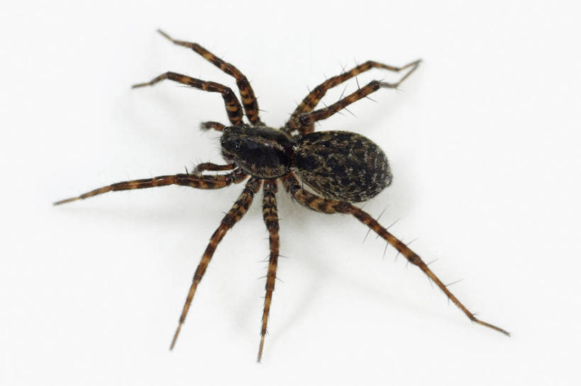 无人,横图,特写,白色背景,侧面,野生动物,科学,捕食,蜘蛛,动物,摄影,影棚,生物学,摄影棚,节肢动物,狼蛛,彩图,影棚拍摄,拍摄,动物学