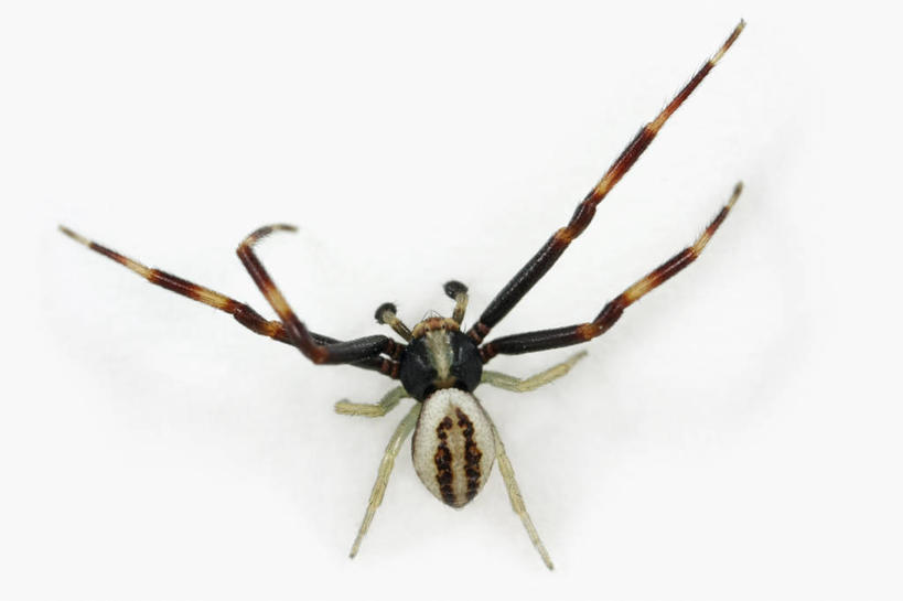 无人,横图,俯视,特写,白色背景,野生动物,科学,捕食,蜘蛛,动物,摄影,影棚,生物学,摄影棚,节肢动物,蟹蛛,彩图,高角度拍摄,影棚拍摄,拍摄,动物学