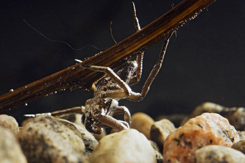 无人,横图,特写,水下,野生动物,科学,捕食,蜘蛛,动物,摄影,生物学,濒危物种,彩图,弱点,动物学