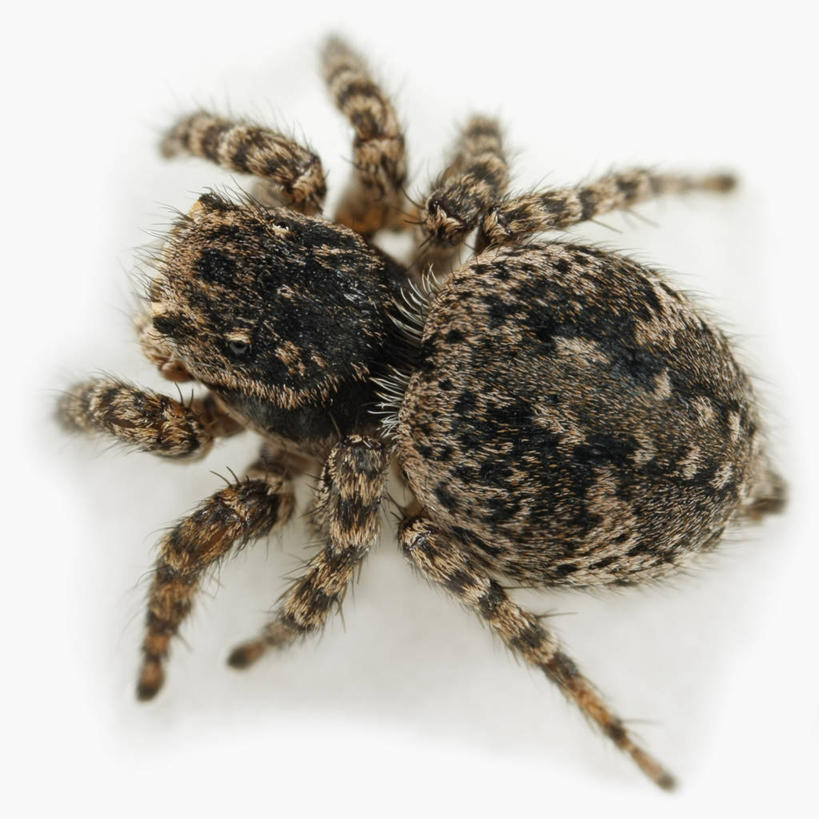 无人,方图,俯视,特写,白色背景,毛衣,野生动物,科学,捕食,蜘蛛,动物,摄影,影棚,生物学,摄影棚,节肢动物,狼蛛,彩图,高角度拍摄,影棚拍摄,拍摄,动物学