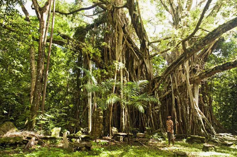 成年人,中年人,一个人,横图,旅游,度假,瓦努阿图,仅一个男性,仅一个人,仅一个中年男性,娱乐,树,享受,休闲,放松,摄影,生态,热带气候,大洋洲,美拉尼西亚,太平洋岛屿,男人,男性,中年男性,彩图,旅行,传统文化