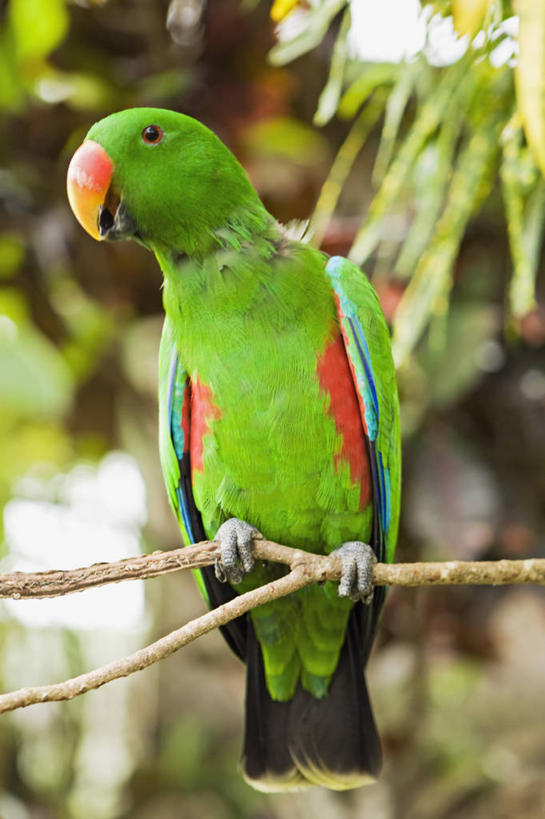 无人,竖图,野生动物,鹦鹉,巴布亚新几内亚,鸟类,绿色,动物,摄影,大洋洲,彩图,动物学